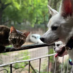 Curiosity can lead to friendship. I provide safe, supervised opportunities for cats and dogs to observe each other from a comfortable distance, like on this netted balcony, which is a key first step in socialization.