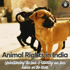 Understanding the laws that protect our fur babies on the street is the first step to becoming their advocate. We collaborate with partners like Doggie Bazaar to spread awareness about animal rights in India.