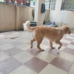 A happy Golden Retriever walking around after its grooming. A clean pet is a comfortable pet.