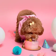 The best part of any birthday, the cake smash. I make sure to capture the delightful mess as your doggo enjoys their special treat, resulting in un-fur-gettable and funny photos.