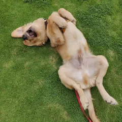 Hope enjoying a good roll in the fresh grass. Simple moments of pure joy like this are what a happy stay is all about.