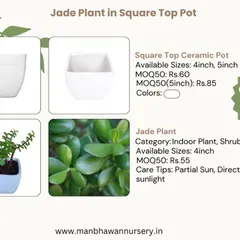 Here is a complete breakdown of our Jade Plant and square top ceramic pot combo. This image shows the available sizes and bulk pricing, making it easy to plan your corporate gifting budget for this popular indoor plant.