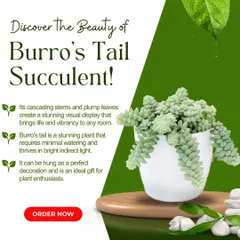 Discover the beauty of the Burro's Tail succulent. Its cascading stems and plump leaves create a stunning visual display, perfect for a hanging planter. It requires minimal watering and thrives in bright, indirect light.
