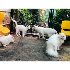 A meeting of the white cat club! A group of our white cats and kittens gathering in the yard. They love having the space to socialize and interact with each other.