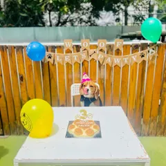 A moment of pure anticipation before the birthday feast begins. This pup is ready to dig into his special cake, surrounded by festive balloons and decorations.