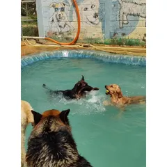 A German Shepherd and a Golden Retriever enjoying a game of fetch in the water. The pool is a great place for dogs to play together.