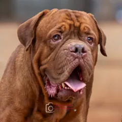 A handsome portrait of Rex, whose adoption photos helped him find a loving family.