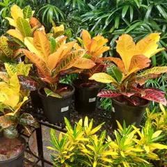 Add a splash of summer to your home with these vibrant Crotons. Their colorful foliage, in shades of yellow, orange, and red, brightens up any space that receives good indirect sunlight.