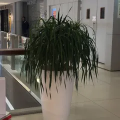 A single, large statement plant like this Ponytail Palm in a modern white planter can elevate a commercial space. I help businesses select and place indoor plants that thrive and make a strong visual impact in lobbies, atriums, and hallways.
