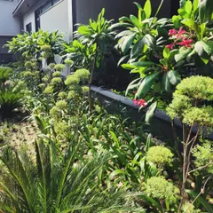 This dense, tropical-themed planting for a Gurugram residence combines Cycads, Plumeria, and other exotic plants to create a private, resort-style view from the home's windows.
