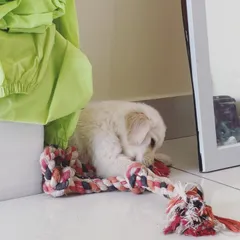 Little Leo exploring a corner of our home. We give puppies the space to explore at their own pace while always keeping a watchful eye on them.