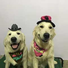 While it's not natural for dogs to wear clothes, it can be a fun activity if done correctly. The key is to build positive associations and ensure the dog is comfortable and not stressed. Here are some of our favorite dress-up moments.