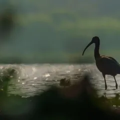 The silhouette of a Glossy Ibis wading in the water as the sun glints off the surface behind it. The dark foreground frames the shot, creating a sense of mystery.
