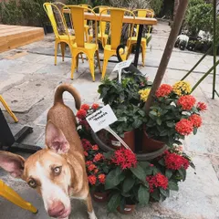 Another shot of our cute visitor, who seems to be enjoying the plants as much as we do. We love having well-behaved pets visit our cafe.