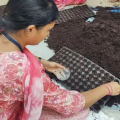 A series of images showing the process of preparing our seedlings for transplantation. From carefully sowing seeds into trays to watching them sprout, this is a crucial first step in our crop cycle.