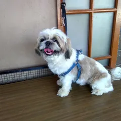Small breeds like this Shih Tzu get special attention to ensure they look their best. After a grooming session with us, this little one is all smiles and ready for cuddles.