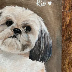 A close-up of a commissioned portrait of Rio, a sweet Shih Tzu. I focus on the eyes and fur texture to make the portrait feel lifelike and full of personality.