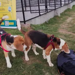 Our Beagle friends are always the first to investigate anything interesting. Here they are, checking out a bag during one of our fun-filled evenings.