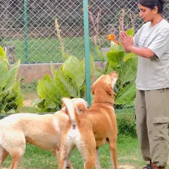 We believe in a hands-on approach. Here, Asha works with two dogs, reinforcing positive behavior in our cage-free environment. Personal attention is key to a happy stay.