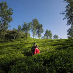 A stunning wide shot of a couple in a vibrant green tea plantation. This kind of location provides a unique and picturesque backdrop for a memorable pre-wedding shoot.