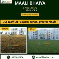School ho ya office, hara-bhara mahaul sabko pasand hai. Carmel School, Greater Noida mein humne is sookhi zameen ko ek khelne laayak, saaf-suthre ground mein transform kiya. Ye dikhata hai ki hum kisi bhi size ke commercial grounds ko maintain kar sakte hain.