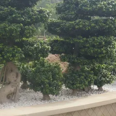 We also provide specialized horticultural services, including the sourcing and planting of sculpted topiary and bonsai-style trees. These elements act as living sculptures, adding a touch of formal elegance and artistry to a landscape design.