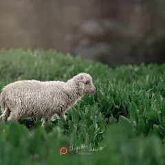 A quiet moment with a lamb in the mountains. The entire herd was nearby, but for a second, it was just this little one and my camera.