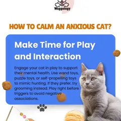Play is a great way to support your cat's mental health and reduce anxiety. This visual gives tips on using wand toys or puzzle toys to mimic hunting and build confidence.
