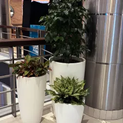 I create beautiful plant clusters that work well in corporate settings. This arrangement combines plants of different heights and foliage, like Aglaonema and Ficus, in matching planters to create a sophisticated green corner.