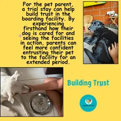 For you, the pet parent, a trial stay is about building confidence in me and my facility. Seeing firsthand how your dog is cared for allows you to feel secure when leaving them for a longer period. Trust is a two-way street.
