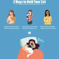 What's the right way to hold a cat? This guide shows three safe methods, but my favorite is the fourth option: just lie down and let them find their own cozy spot. They always know best.