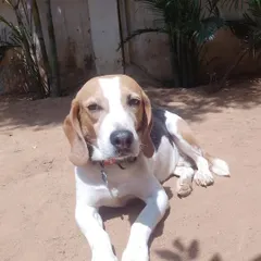 A Beagle enjoying a quiet moment soaking up the sun. We provide a balanced day of play and relaxation.