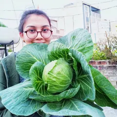 Just look at the size of this homegrown cabbage. With the right techniques, which I'll teach you, you can grow vegetables that are bigger and tastier than you ever thought possible, even in a small city garden.