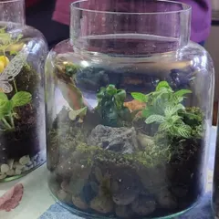 A beautiful glass jar terrarium created during one of our workshops. It showcases a mix of fittonia plants, moss, and rocks, forming a complete, self-contained garden.