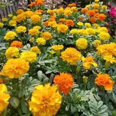 A field of sunshine with these beautiful French Marigolds. These cheerful yellow and orange flowers are easy to grow and are a wonderful addition to any sunny garden bed or container.
