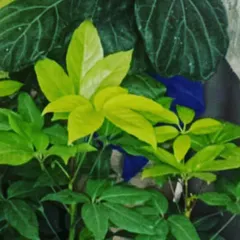 A close-up of lush, healthy green leaves, highlighting the simple beauty of foliage plants.