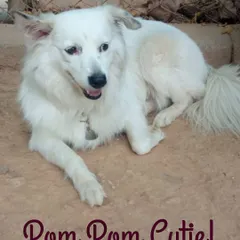 This fluffy Pomeranian is a real "Pom Pom Cutie" and a beloved member of our pack. We provide care for dogs of all sizes, ensuring everyone feels comfortable and happy.