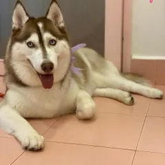Gucci the Husky is relaxing after her spa day. Notice her clean, brushed coat and the cute bow, proving big dogs can be fancy too.