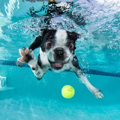 A Boston Terrier mid-chase after a tennis ball. The water adds a dynamic element, creating bubbles and motion that result in incredibly energetic and unique dog portraits.