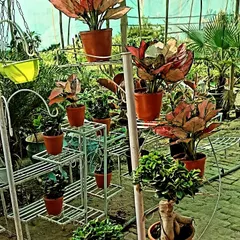 I also provide decorative stands to help you display your plants beautifully. This arrangement shows how you can mix different plants like Aglaonema and bonsai on multi-tiered stands to create a green corner in your home.