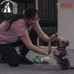 High-fives for a day well spent. Moments of connection between pets and their parents are what these events are all about. I organize talent shows and fun contests that let your dog's personality shine.