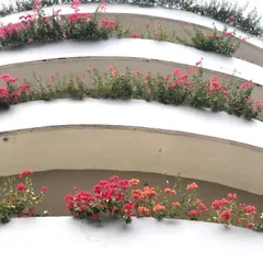Bougainvillea is a fantastic choice for adding color to building exteriors. Here, they are planted along curved balconies, creating beautiful ribbons of pink flowers.
