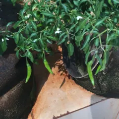 These vibrant green chillies are growing in fabric grow bags, a lightweight and effective solution for rooftop and balcony gardening.