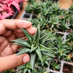 The Haworthiopsis succulent has a beautiful rosette shape and rough texture. It's a small, slow-growing plant that is perfect for small pots and arrangements.