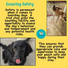 Safety is my number one priority. A trial stay allows me to observe a dog's behavior and temperament to identify any potential health or safety risks, ensuring I can provide the right supervision for a secure stay.