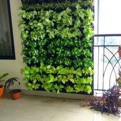 This is one of my favorite residential projects. I installed a living biowall on a client's balcony, using a variety of pothos plants to create a rich, multi-toned green look. It shows how even a small space can be transformed into a lush, green oasis with real plants.