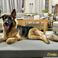 A comfortable dog is a happy dog! Bella is enjoying her orthopedic bed, which is great for her joints. Providing a designated, comfortable resting spot is an important part of a dog's well-being.