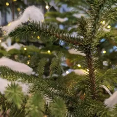 A close-up of our eco-friendly Christmas decor. Instead of using artificial snow spray, we used simple, harmless cotton to create a snowy effect on the branches of the Norfolk Pine trees, accented with warm fairy lights.