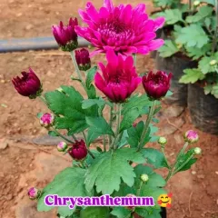 A vibrant magenta Chrysanthemum plant, full of buds and blooms. These are perfect for adding a splash of long-lasting color to your balcony or garden.