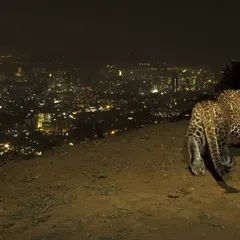 A wild leopard, one of more than 50 living in the park, looks over the city it calls home. These predators have adapted to this unique environment, with stray dogs making up a significant portion of their diet.